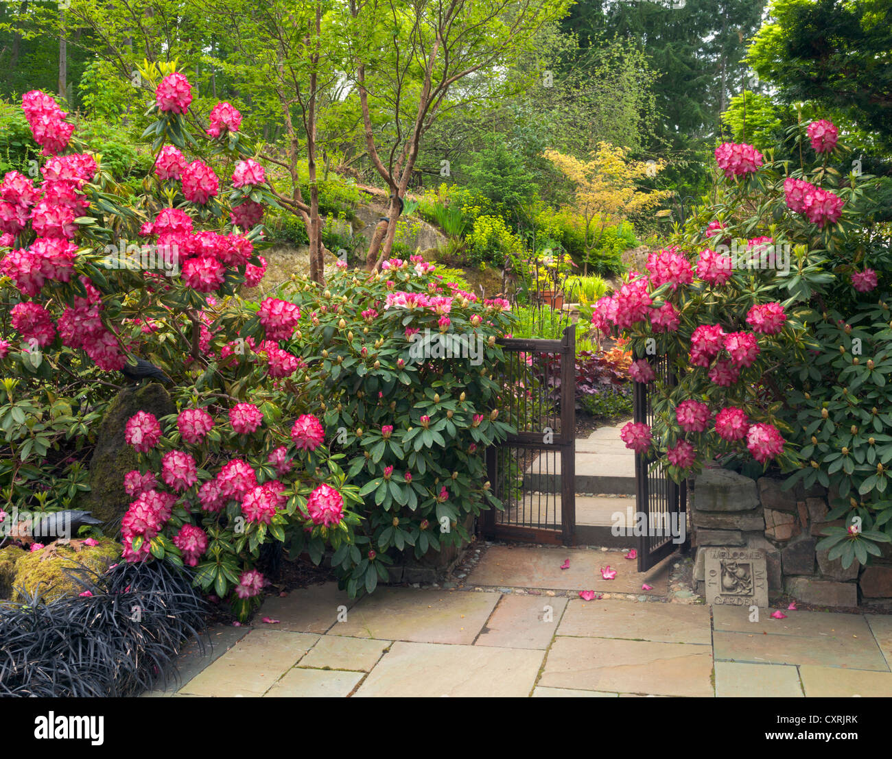 Rhododendrons en fleurs 'Le président Roosevelt' contre une barrière en bois offrent aux visiteurs dans un jardin clos Banque D'Images