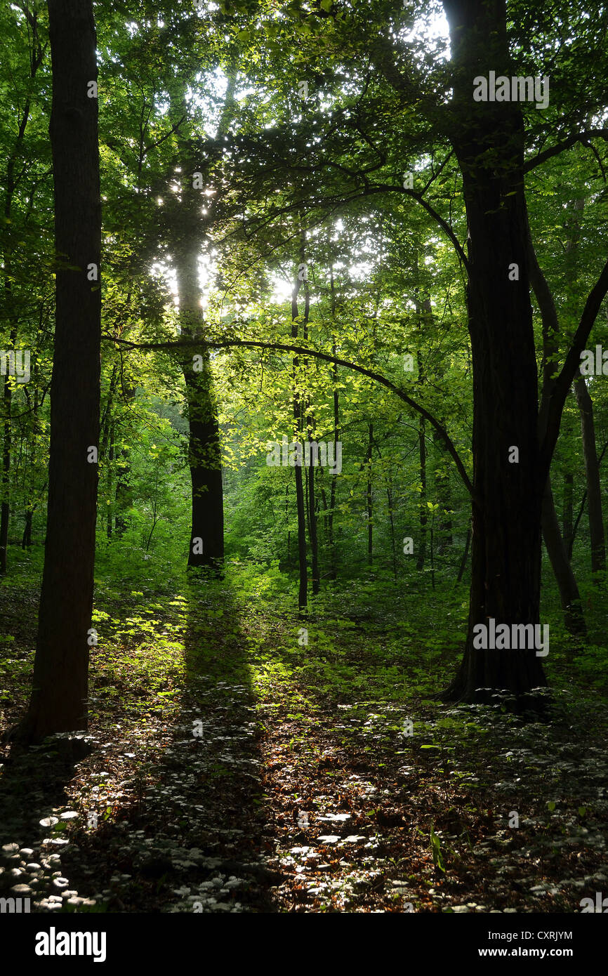 Forêt de hêtres (Fagus sylvatica) en été, la forêt de feuillus à steiger, forêt urbaine d'Erfurt, Thuringe Banque D'Images