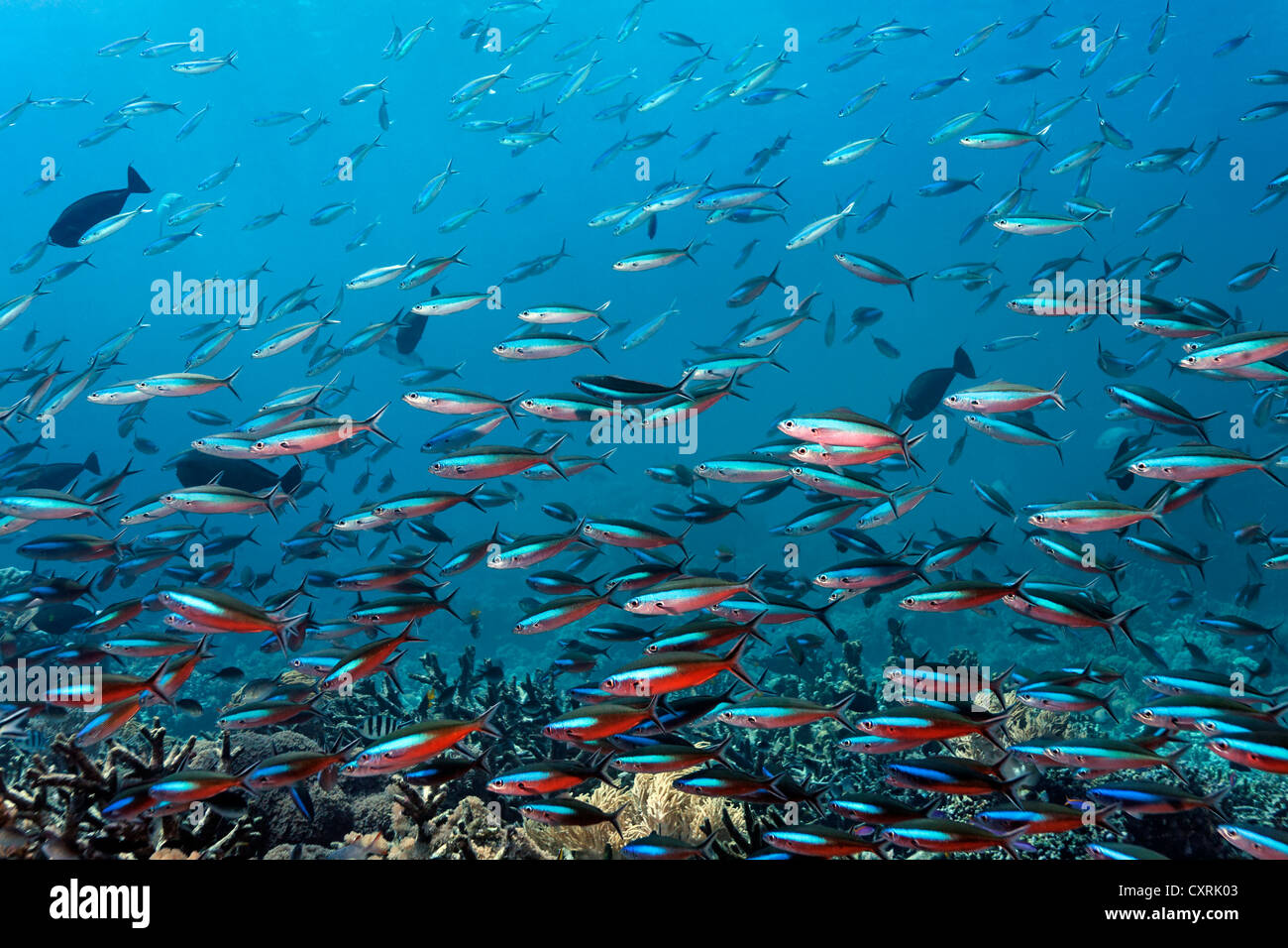 Banc de fusiliers à bandes sombres (Pterocaesio tile), natation sur un récif de corail, Grande Barrière de Corail, site du patrimoine mondial de l'UNESCO Banque D'Images