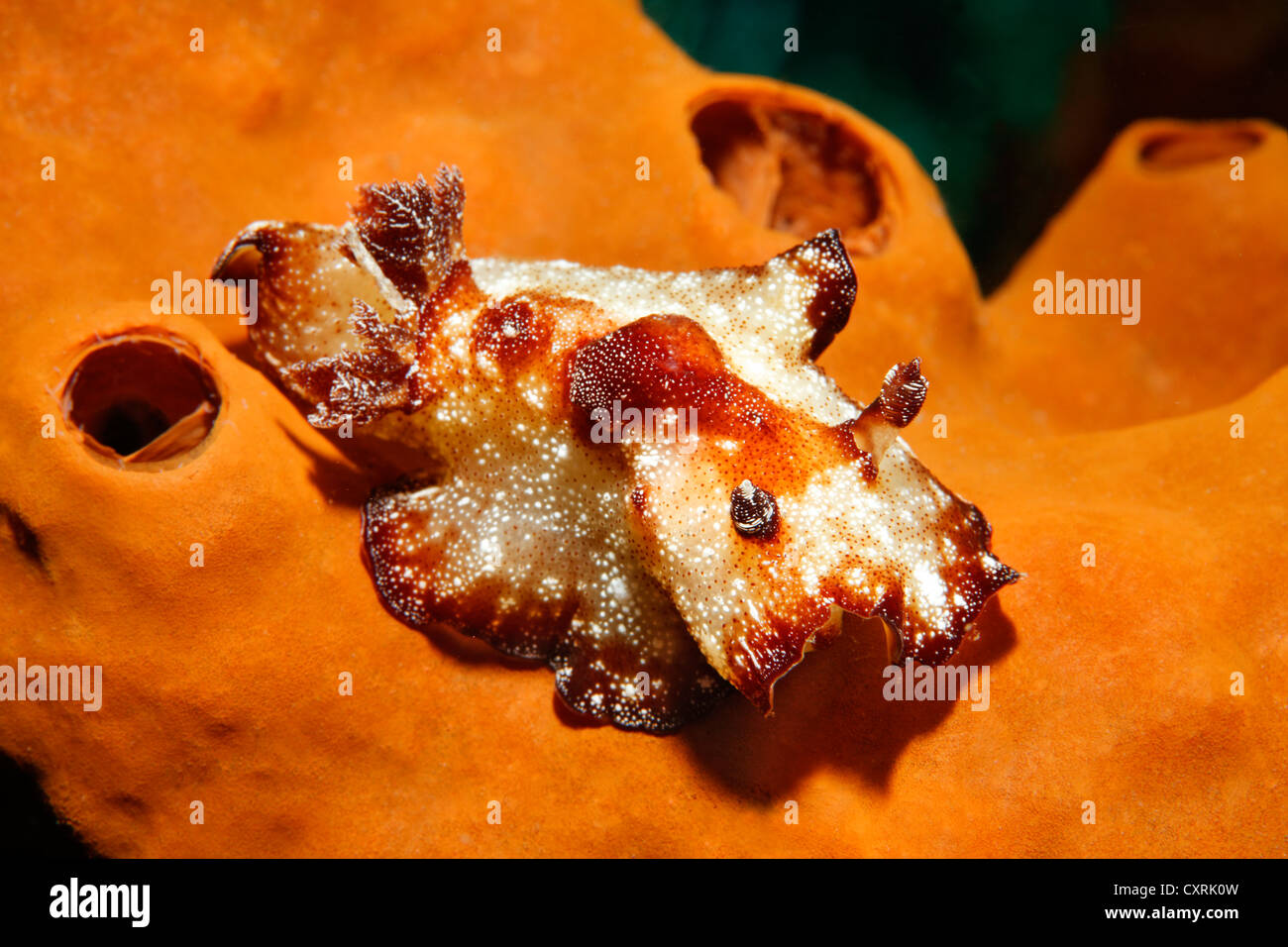 Nudibranche discus marron-blanc (Discodoris boholiensis), sea slug, Grande Barrière de Corail, site du patrimoine mondial de l'UNESCO, au Queensland Banque D'Images