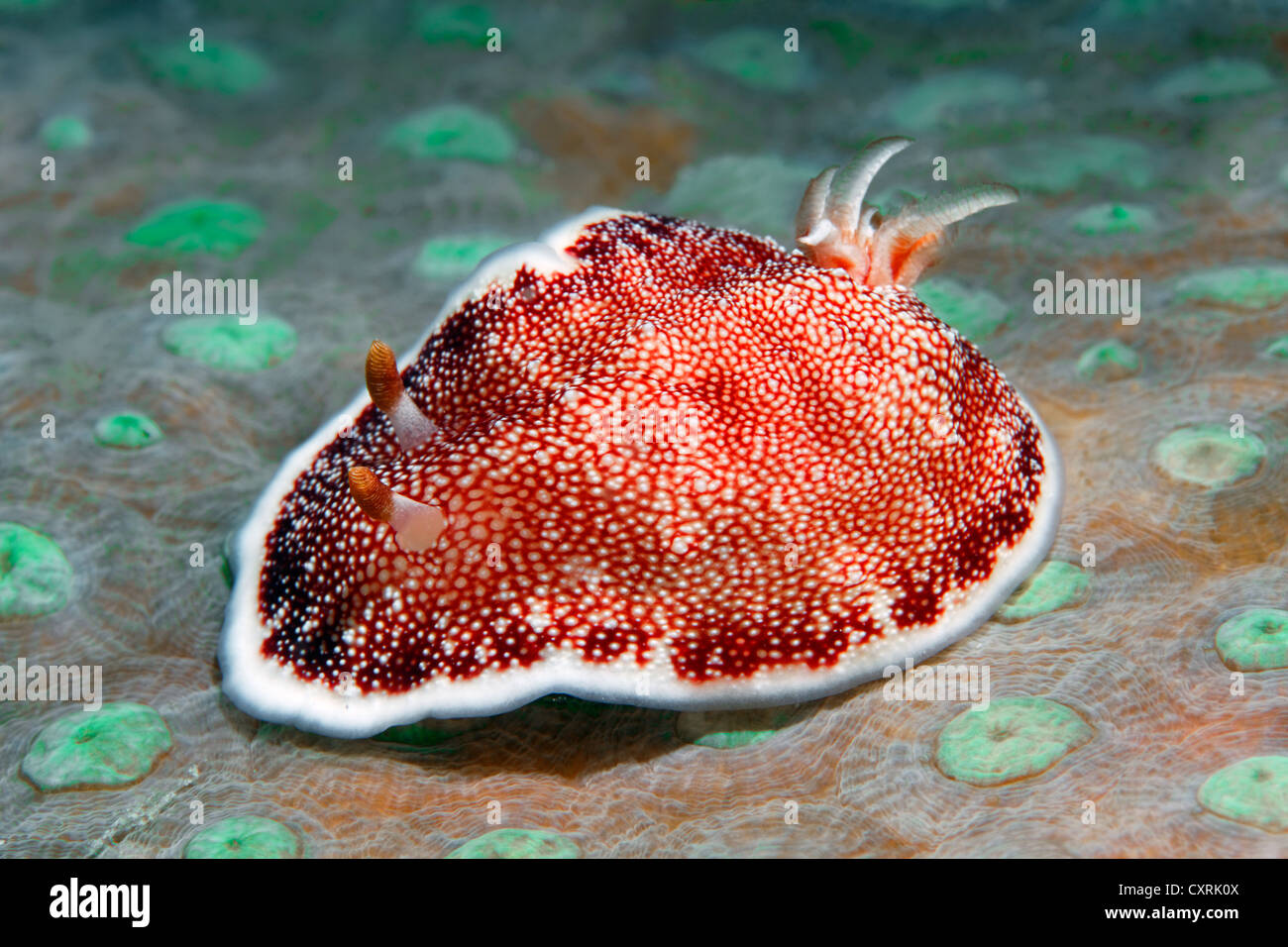 Nudibranche (Chromodoris Chromodoris tinctoria), sea slug, sur un corail avec polypes fermés, Grande Barrière de Corail Banque D'Images