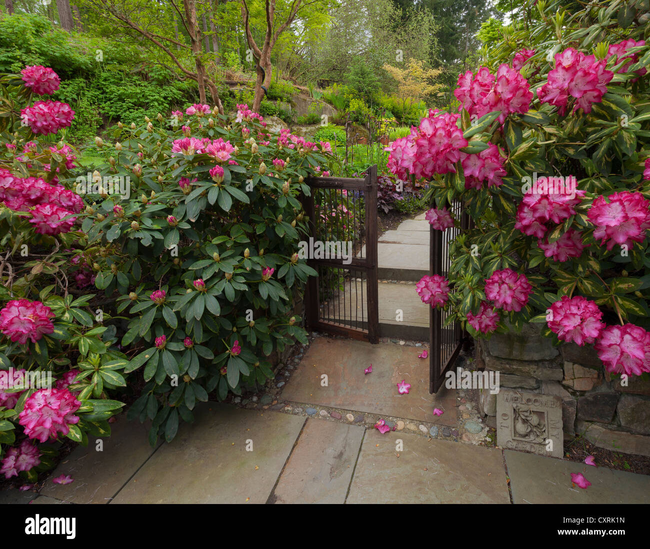 Rhododendrons en fleurs 'Le président Roosevelt' contre une barrière en bois offrent aux visiteurs dans un jardin clos Banque D'Images