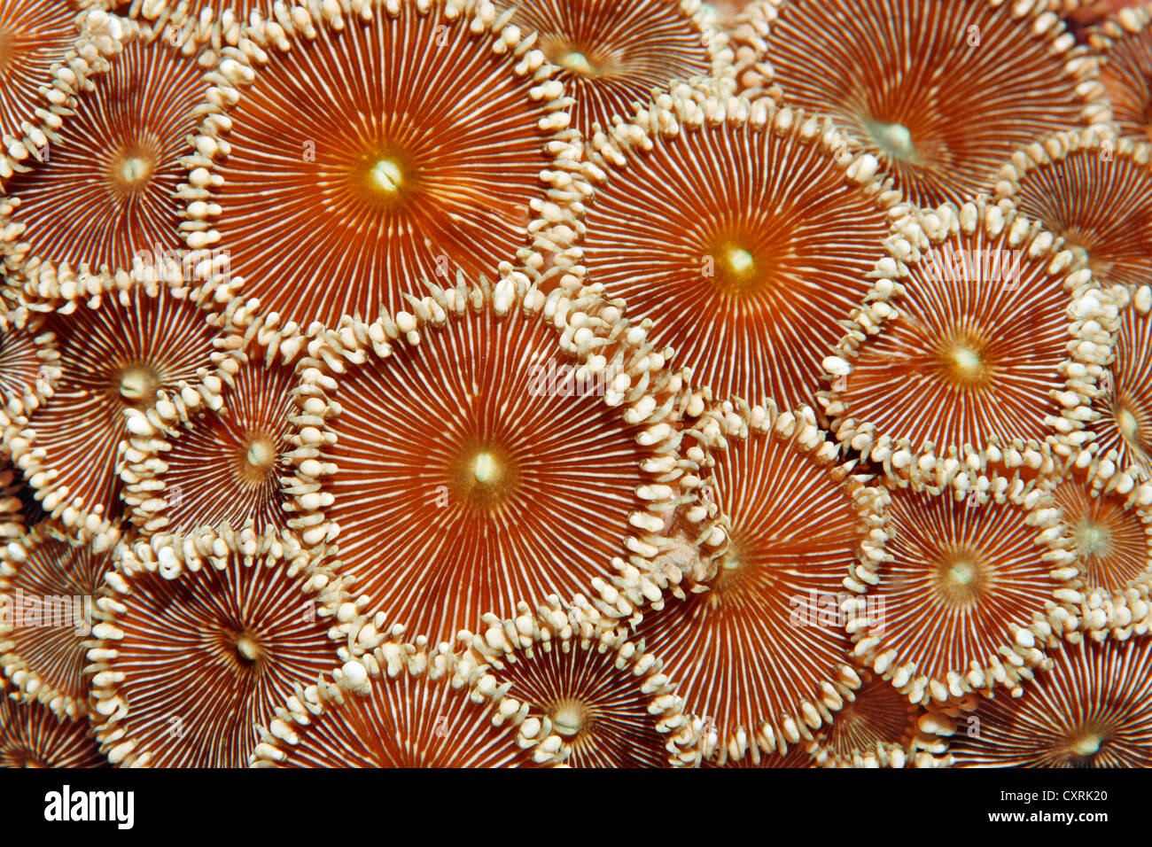 Les polypes bouton (Protopalythoa sp.), Vue de Détail, Grande Barrière de Corail, site du patrimoine mondial de l'UNESCO, dans le Queensland, Cairns Banque D'Images