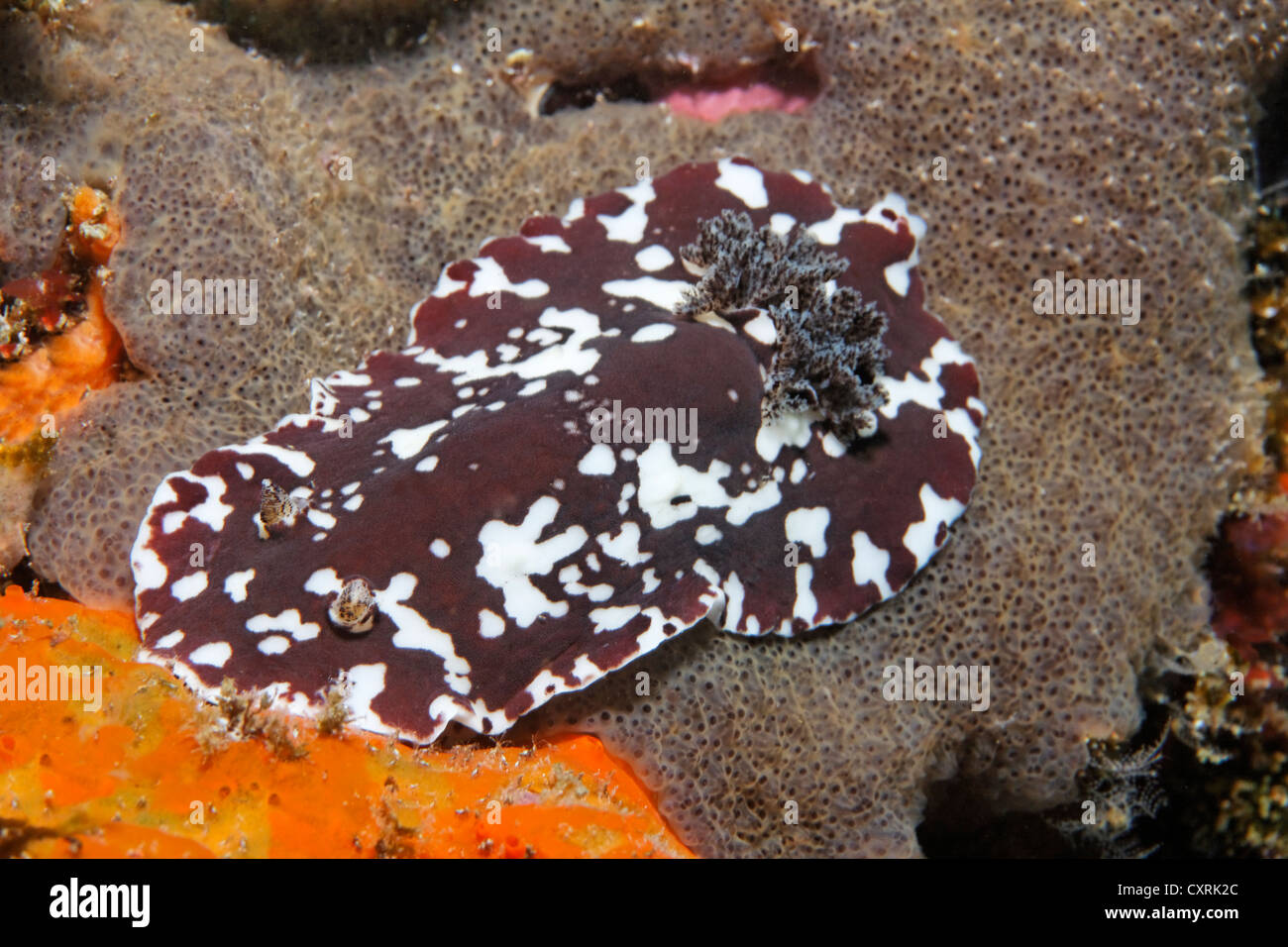 Nudibranche non identifiés (Platydoris sp.), Ponta de Sao Vicente, l'île d'Isabella, Albemarle, Îles Galápagos, un monde de l'UNESCO Banque D'Images