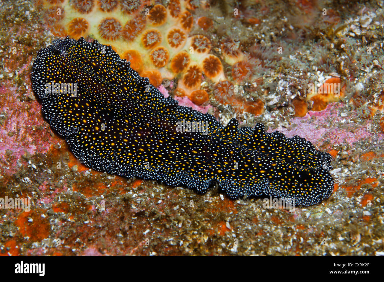 Pseudobiceros (vers plats sp.), Ponta de Sao Vicente, l'île d'Isabella, Albemarle, îles Galapagos, Naturel Mondial de l'UNESCO Banque D'Images