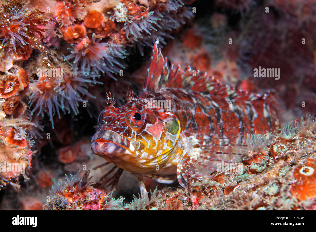 Bravo clinid dendriticus (Labrisomus) et sun sun de coraux ou de polypes (Tubastrea), Ponta de Sao Vicente, l'île d'Isabella, Banque D'Images