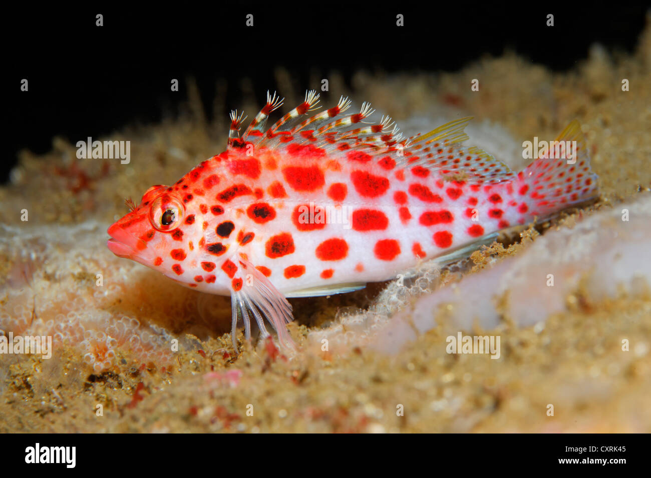 Coral hawkfish Cirrhitichthys oxycephalus (), Ponta de Sao Vicente, l'île d'Isabella, Albemarle, Îles Galápagos, un monde de l'UNESCO Banque D'Images