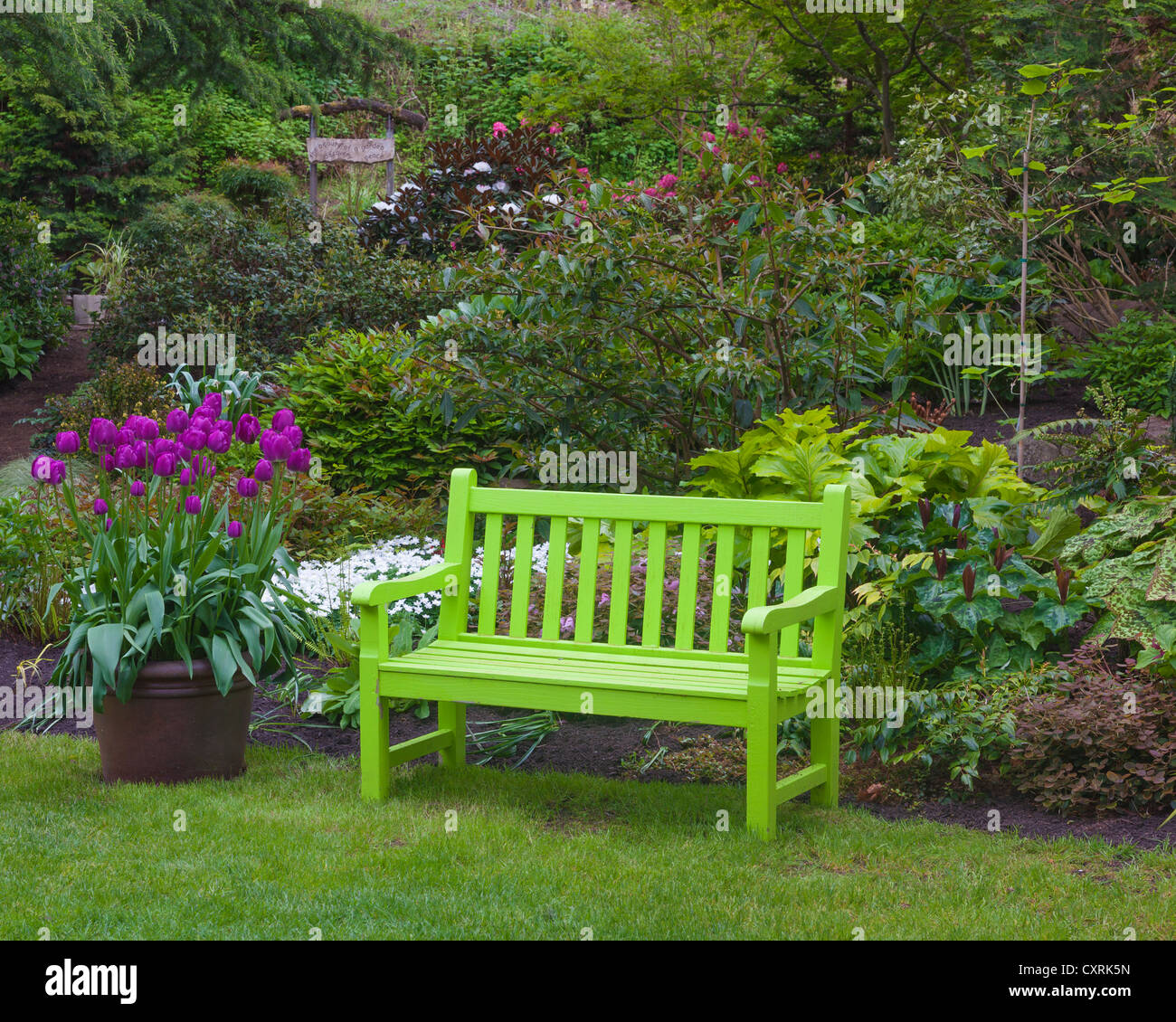 Vashon-Maury Island, WA : un banc peint en chartreuse et pot de tulipes violet vif sur le bord d'un jardin de vivaces de printemps Banque D'Images