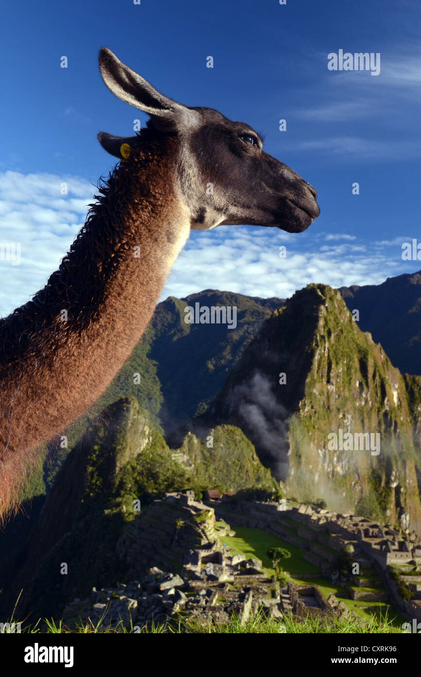 Le lama (Lama glama), en face du Machu Picchu, près de Cuzco, Pérou, Amérique du Sud Banque D'Images