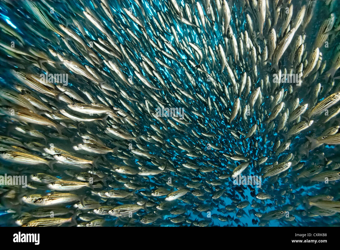 Banc de black-striped salemas (Xenocys jessiae), l'île de Floreana, Enderby, îles Galápagos, un Patrimoine - site naturel Banque D'Images