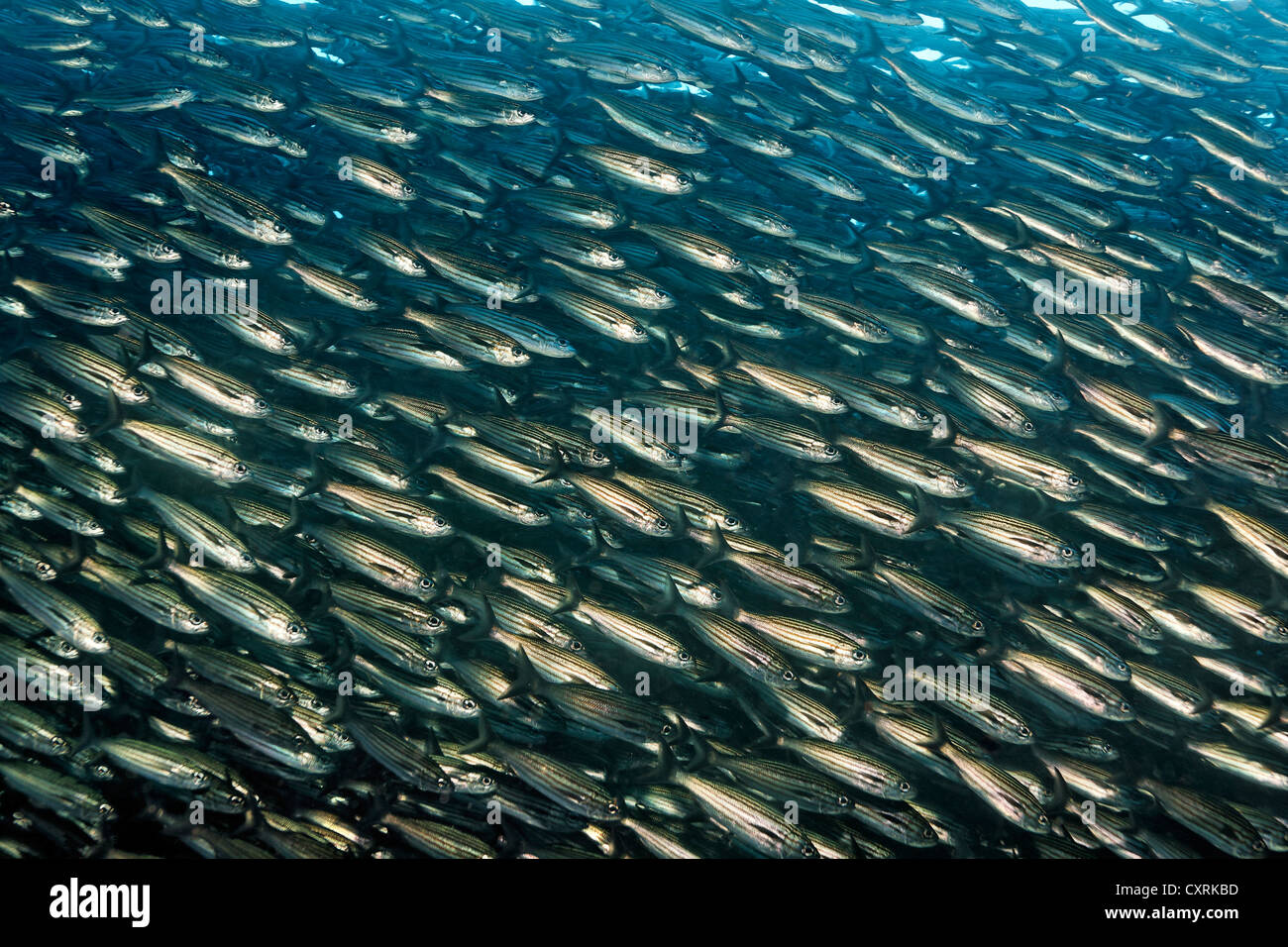 Banc de black-striped salemas (Xenocys jessiae), l'île de Floreana, Enderby, îles Galápagos, un Patrimoine - site naturel Banque D'Images