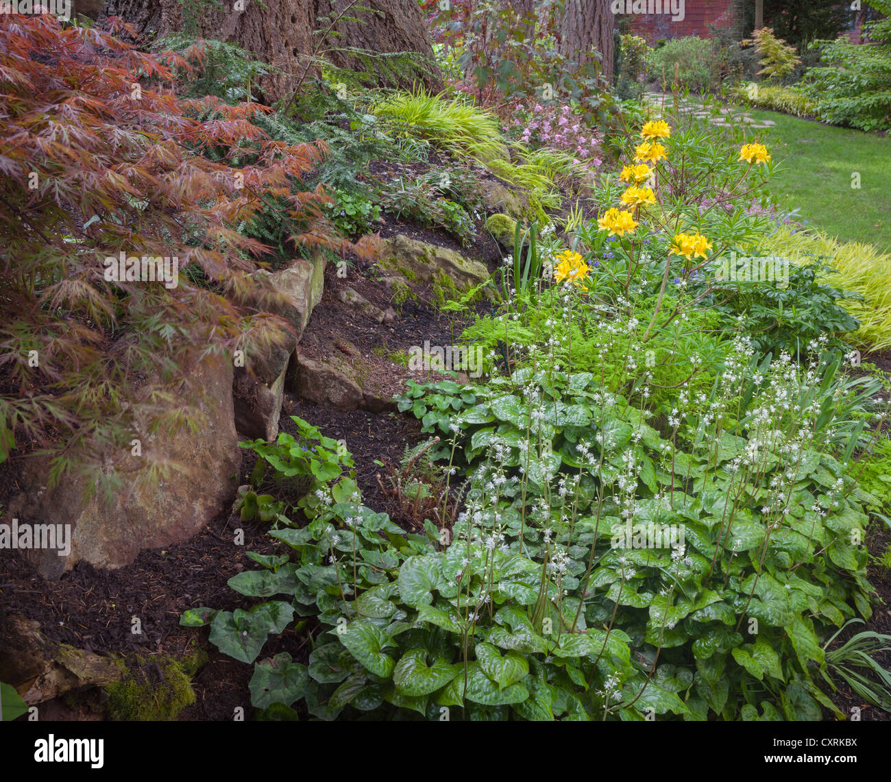 Vashon-Maury Island, WA : floraison blanche et jaune heuchera à feuilles caduques azalea accentuer une floraison jardin boisé. Banque D'Images