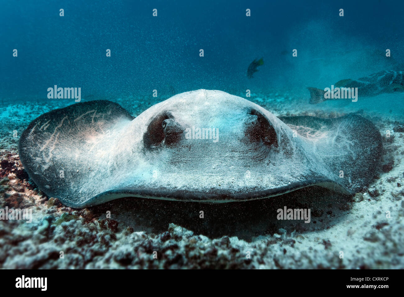 Blotched (Taeniura meyeni fantail ray), couché sur le fond de sable camouflé, face caméra, Gardner Bay, île Española Banque D'Images