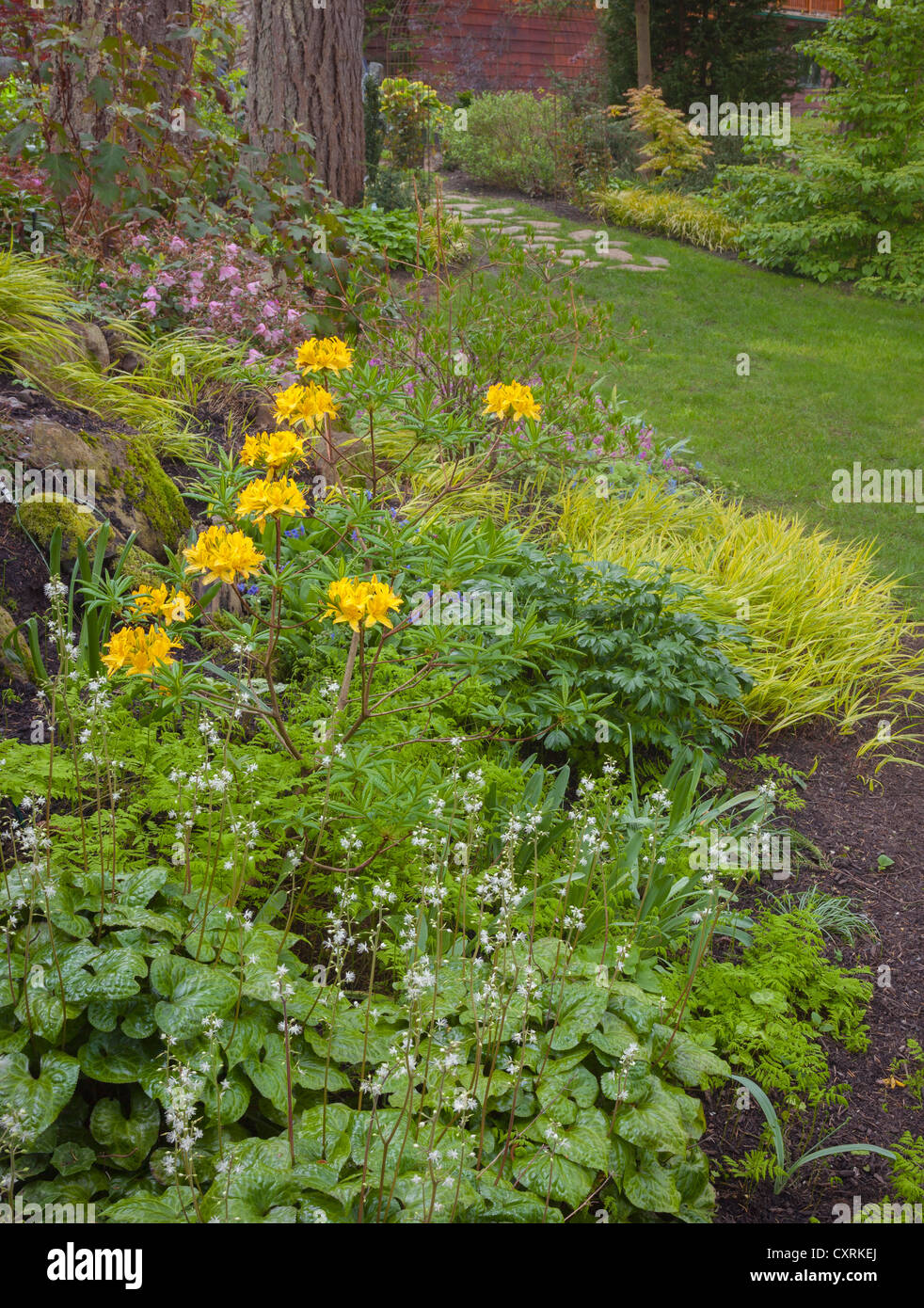 Vashon-Maury Island, WA : floraison blanche et jaune heuchera à feuilles caduques azalea accentuer une floraison jardin boisé. Banque D'Images