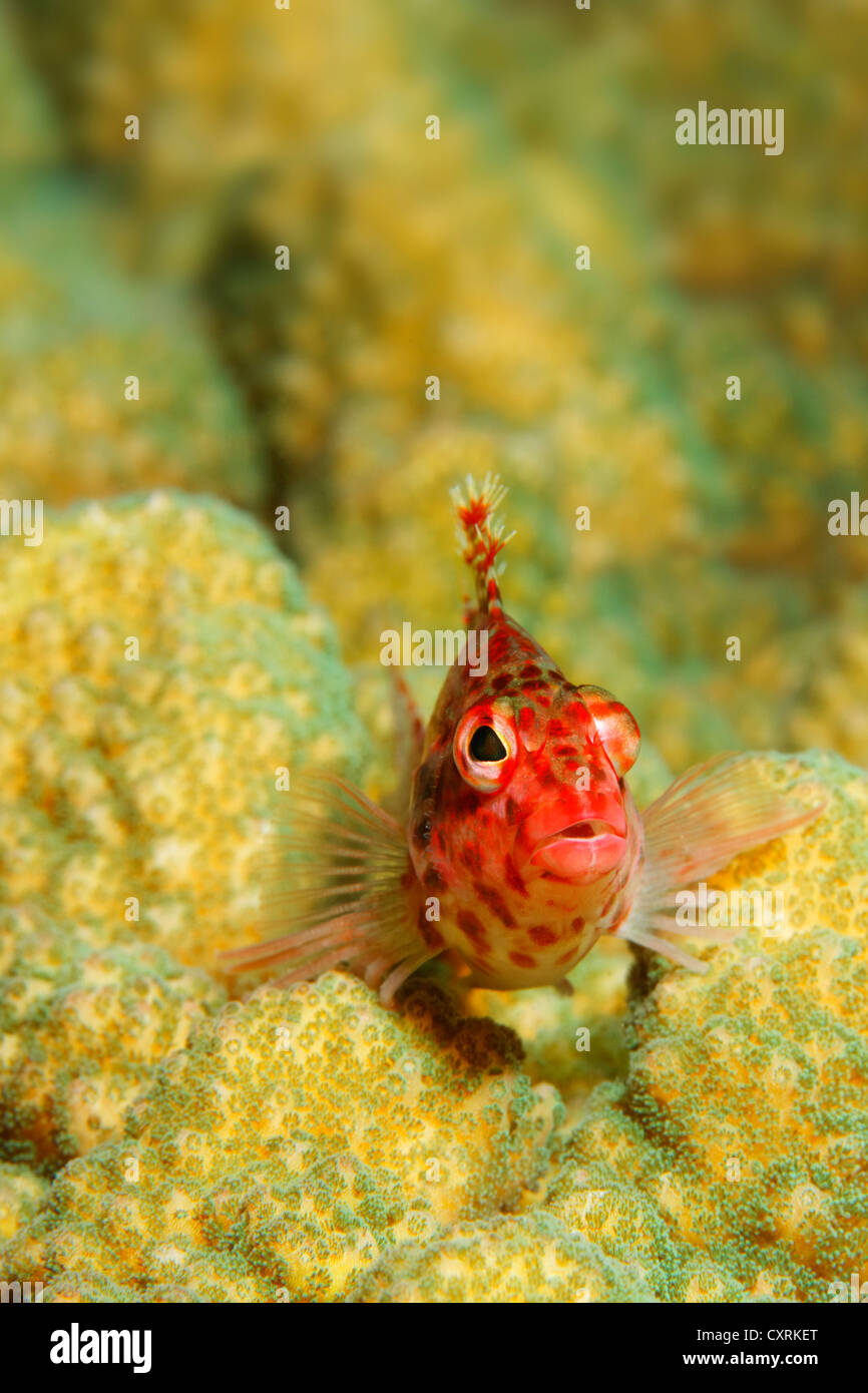 Coral hawkfish Cirrhitichthys oxycephalus (ci-dessus), madrepores face caméra, San Benedicto Island, près de Socorro Banque D'Images