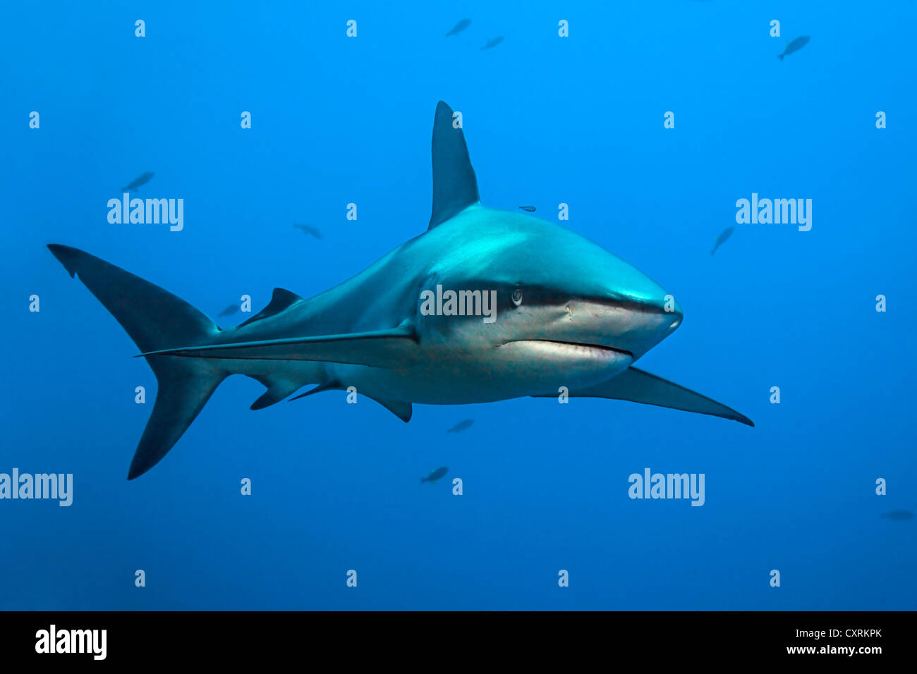 (Carcharhinus galapagensis requins Galapagos) baignade dans la mer, San Benedicto Island, près de Socorro, Îles Revillagigedo Banque D'Images