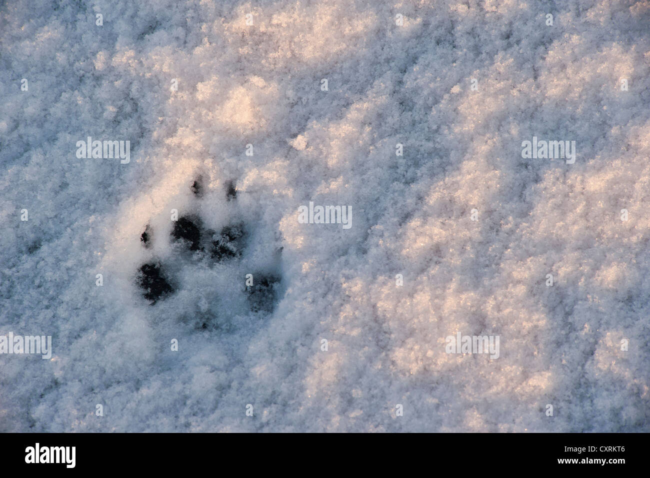Empreinte d'un renard arctique dans la neige, le parc national de Skaftafell, Vatnajoekull National Park, Iceland, Europe Banque D'Images