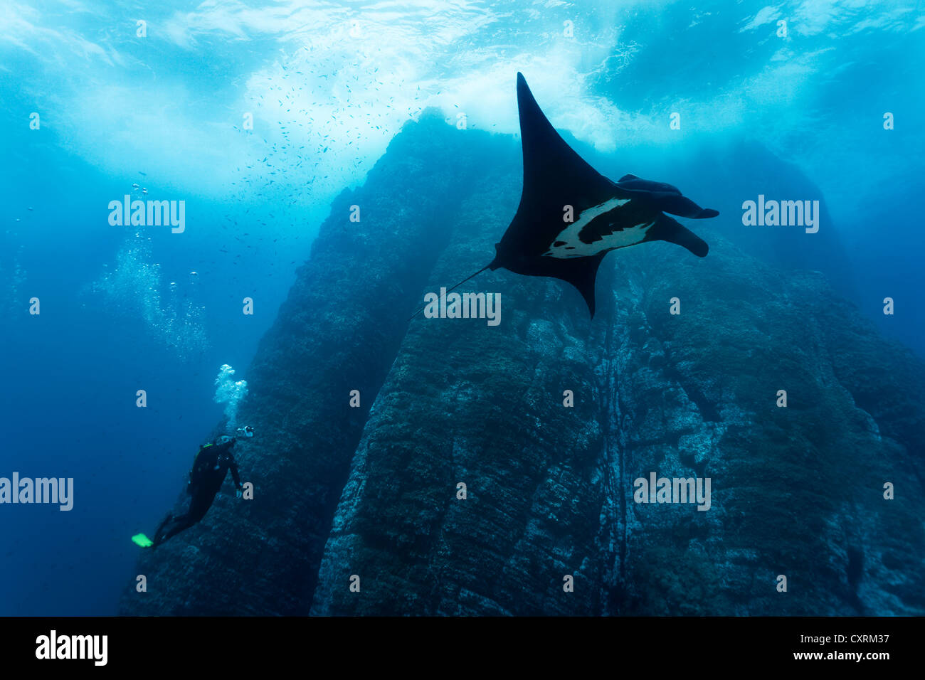 Scuba Diver, photographe sous-marin prendre des photos d'Oceanic géant manta (manta birostris), falaises sous-marines Banque D'Images
