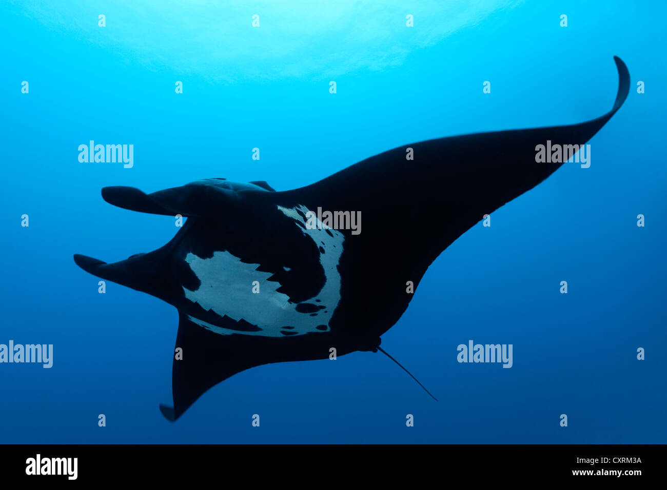 Oceanic géant manta (manta birostris), par le dessous avec remora, Roca Partida, Îles Revillagigedo, le Mexique, l'Amérique Banque D'Images