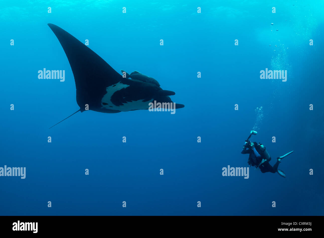 Scuba Diver, photographe sous-marin prendre des photos d'Oceanic géant manta (manta birostris), Roca Partida Banque D'Images