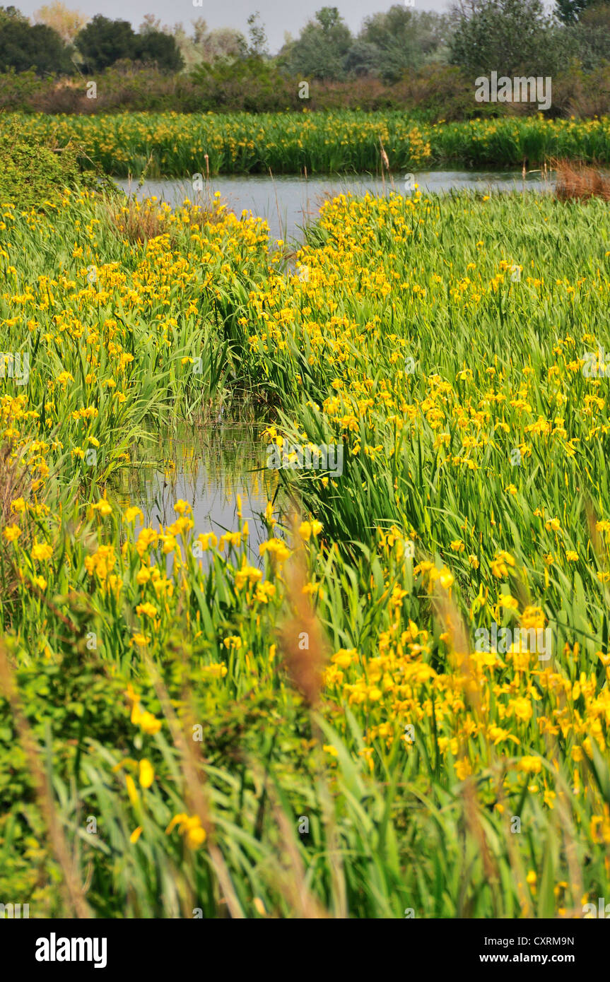 Les iris d'eau jaunes sauvages sur les étangs ou les zones humides de la Camargue, sud de la France Banque D'Images