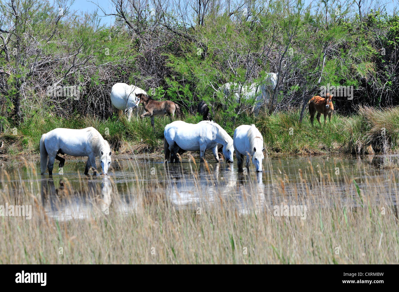 Semi-sauvages de chevaux blancs avec leurs poulains le pâturage sur les terres humides ou étangs de la Camargue, sud de la France Banque D'Images