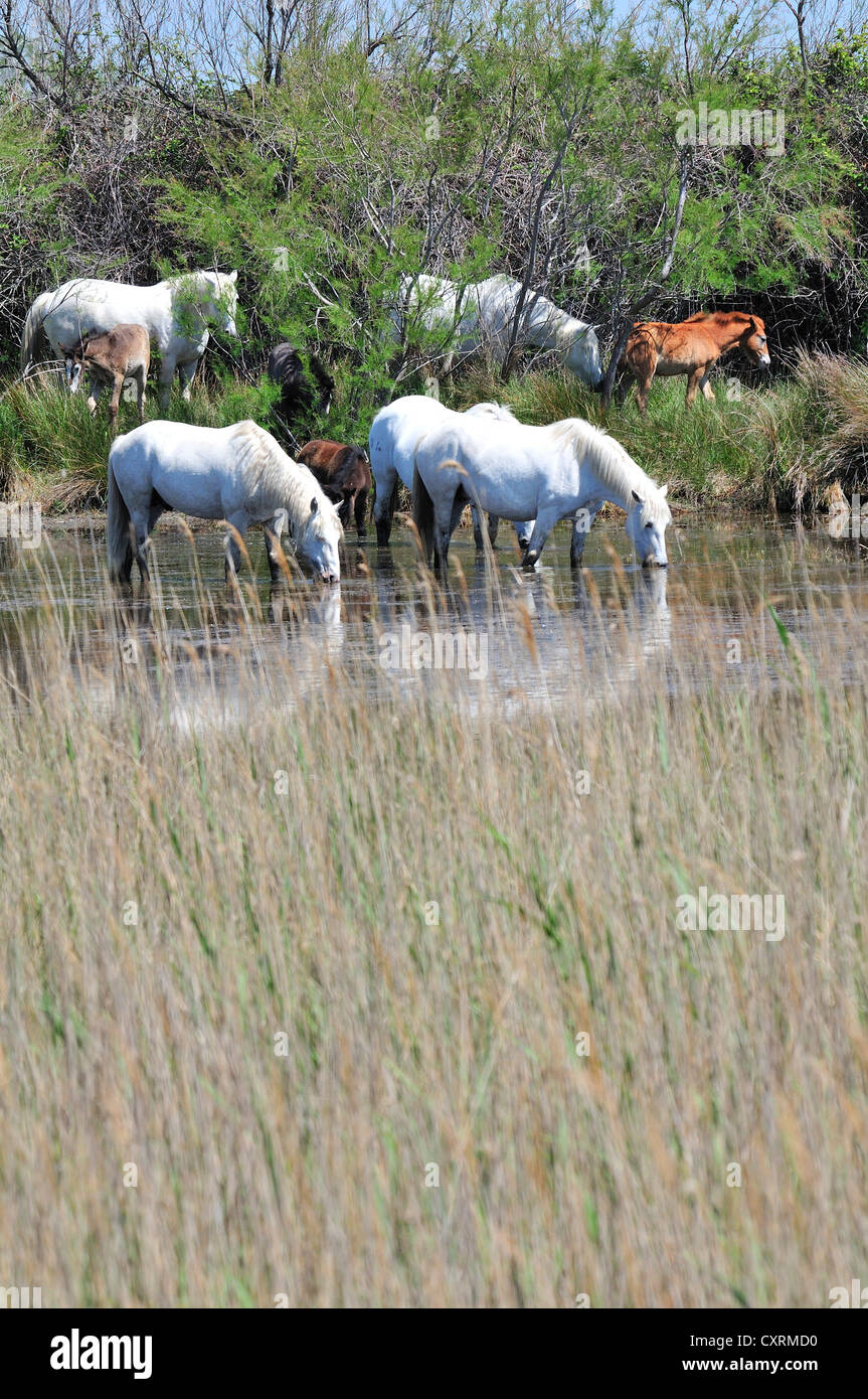 Semi-sauvages de chevaux blancs avec leurs poulains le pâturage sur les terres humides ou étangs de la Camargue, sud de la France Banque D'Images