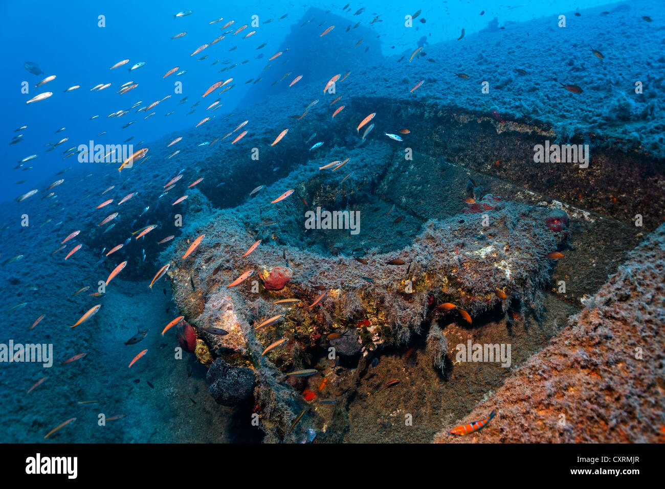 Banc de différentes espèces de poissons qui nagent au-dessus de l'ancre, épave du Zenobia, Chypre, Asie, Europe, Méditerranée Banque D'Images