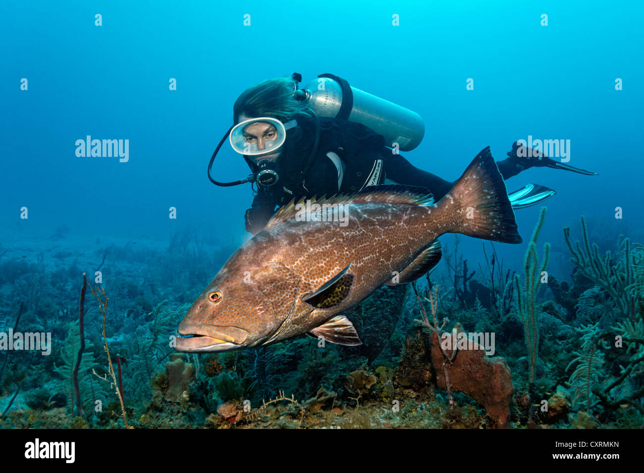 L'observation des plongeurs Mérou noir (Mycteroperca bonaci), au-dessus d'une barrière de corail, République de Cuba, la mer des Caraïbes, des Caraïbes Banque D'Images