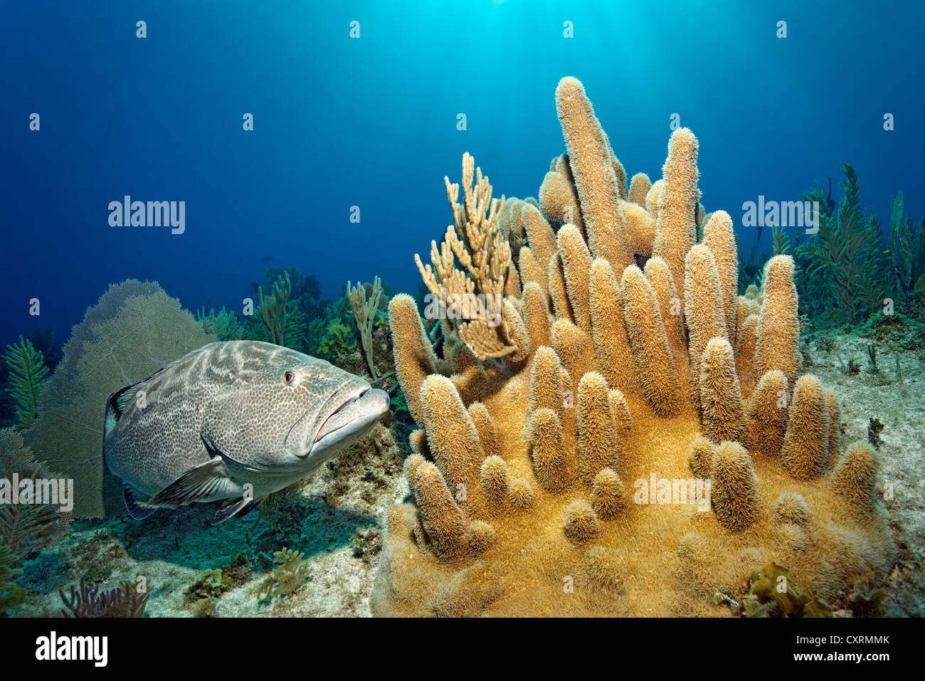 Mérou noir (Mycteroperca bonaci) Nager à côté de petits récifs pilier (Dendrodyra cylindrus), République de Cuba, mer des Caraïbes Banque D'Images