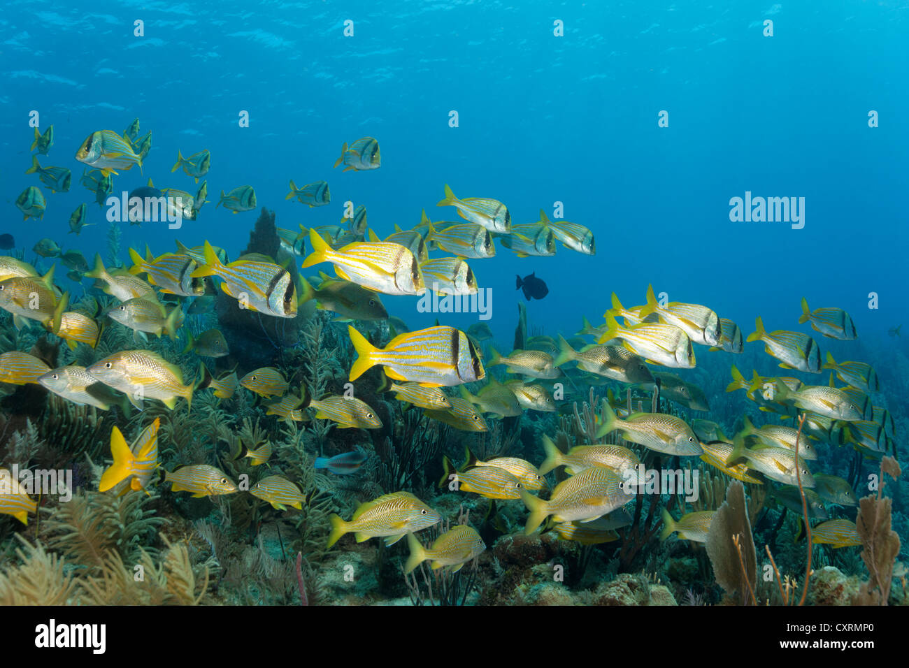 Banc de Porkfish ou Grunts (Anisotremus virginicus), socialisés avec blanc Grunts (Johnrandallia plumeri) nager au-dessus de coraux Banque D'Images