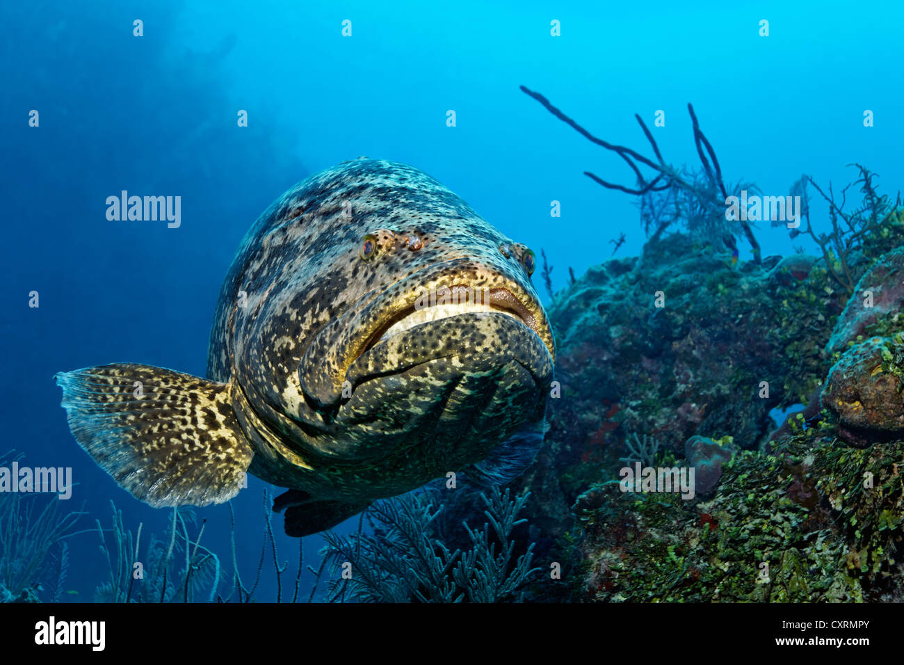 De mérous géants de l'Atlantique ou du poisson (Epinephelus itajara ou Jewfish itajara) Nager en face de récifs coralliens, République de Cuba Banque D'Images
