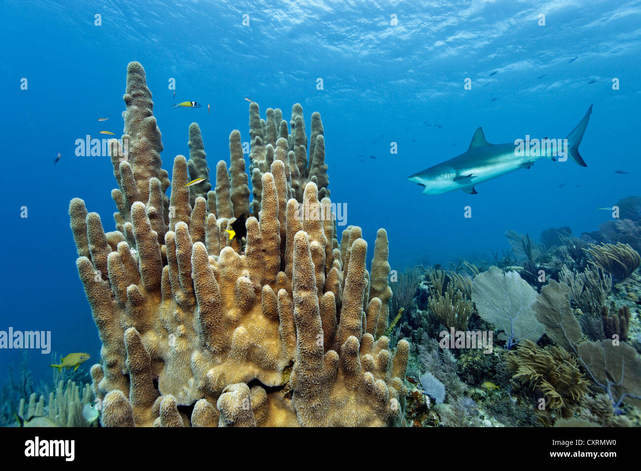 Les coraux Dendrogyra cylindrus (pilier), requin de récif des Caraïbes (Carcharhinus perezi), piscine avec la bouche ouverte sur les récifs coralliens Banque D'Images