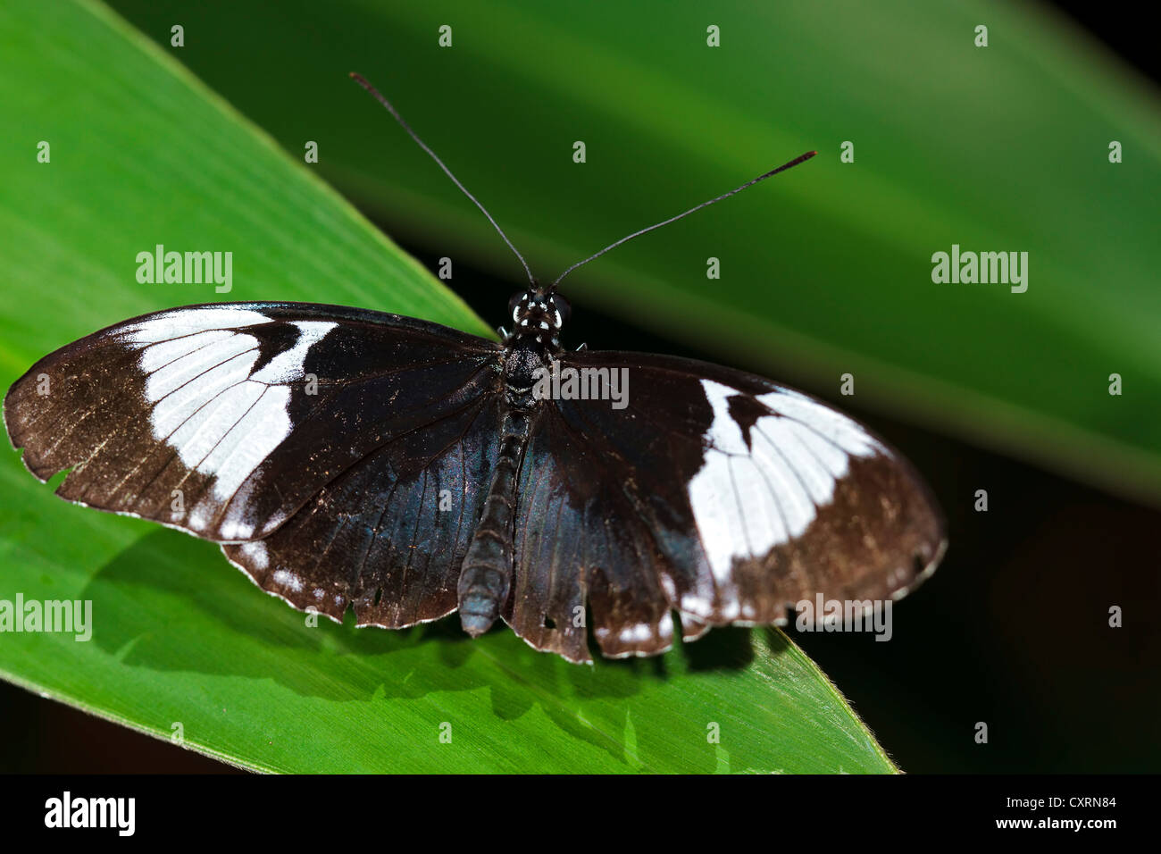 Cydno Longwing - Papillon avec les ailes ouvertes Banque D'Images