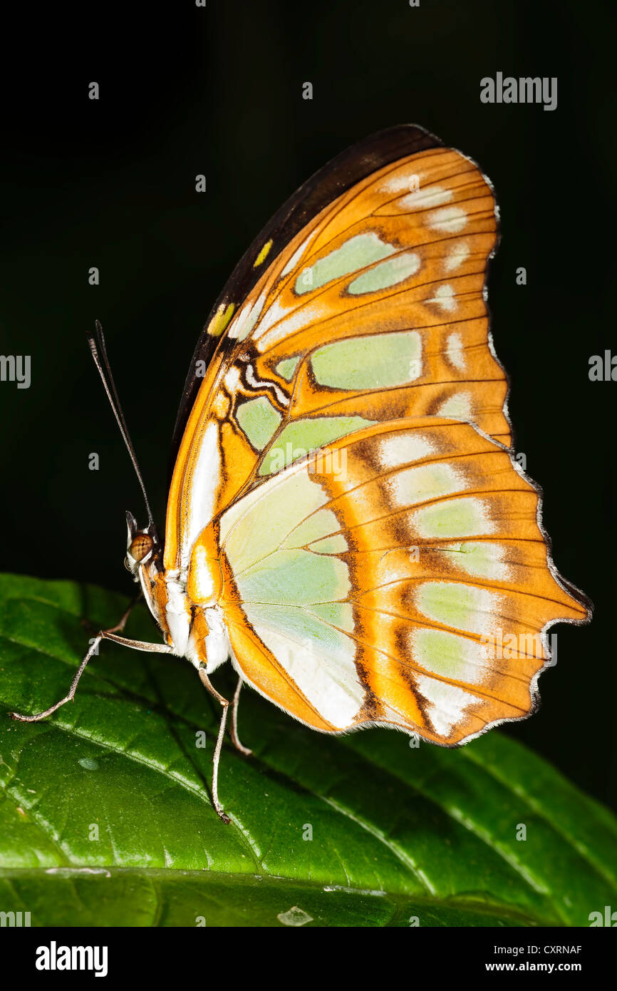 Papillon Malachite Banque D'Images