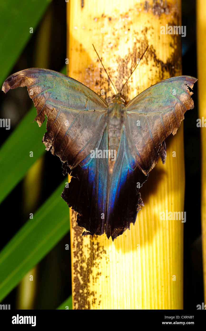 Papillon hibou Banque D'Images