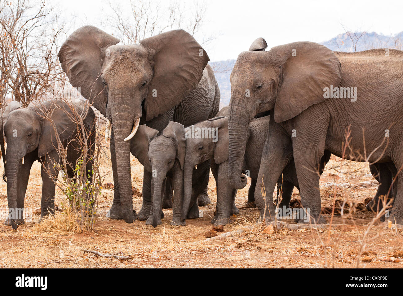 Les éléphants d'Afrique (Loxodonta africana), le Ruaha National Park, la Tanzanie, l'Afrique de l'Est, l'Afrique Banque D'Images