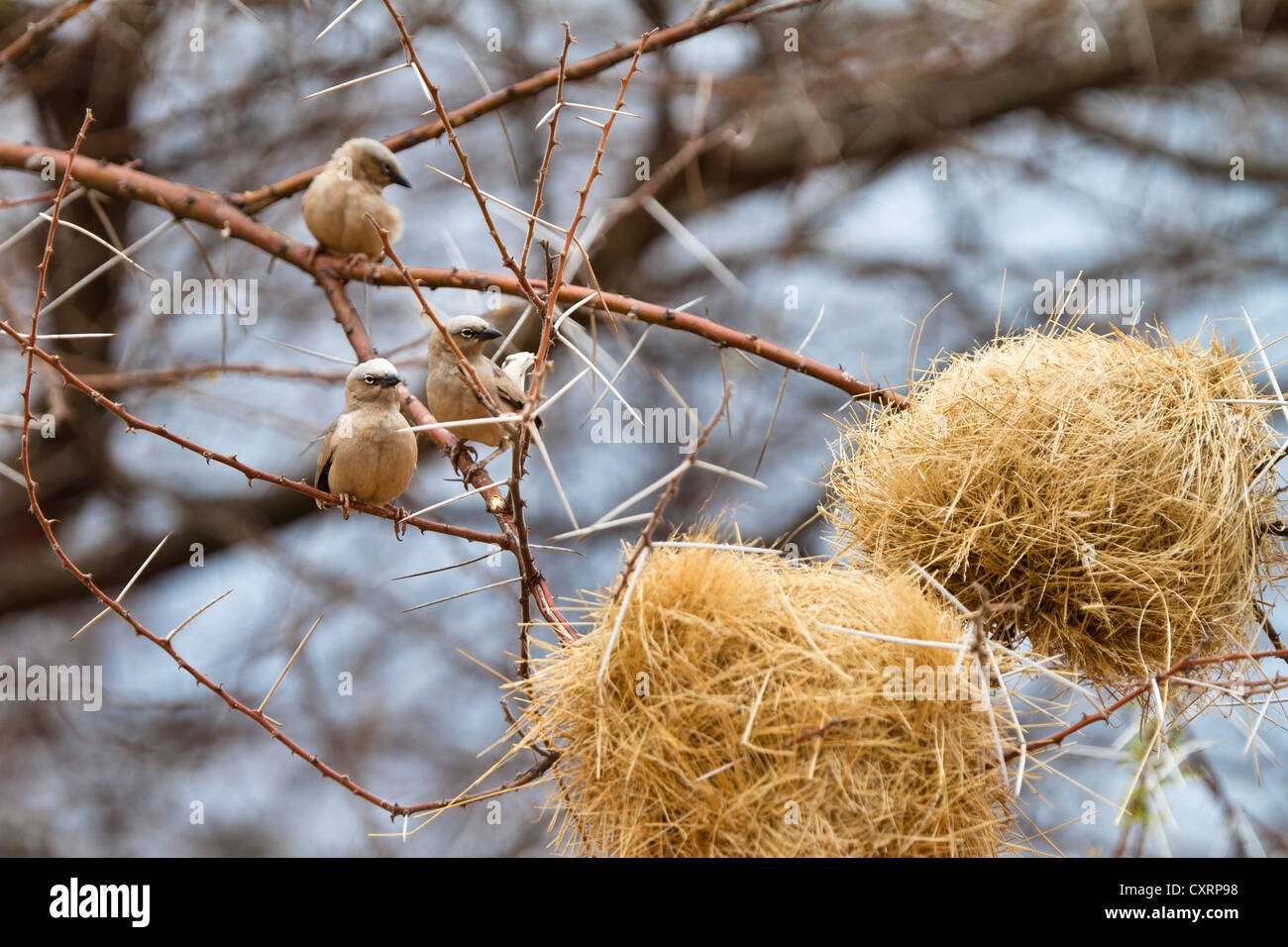 À tête grise ou gris-capped-sociale (tisserands Pseudonigrita arnaudi) dans les nids en acacia, le Ruaha National Park, Tanzanie Banque D'Images