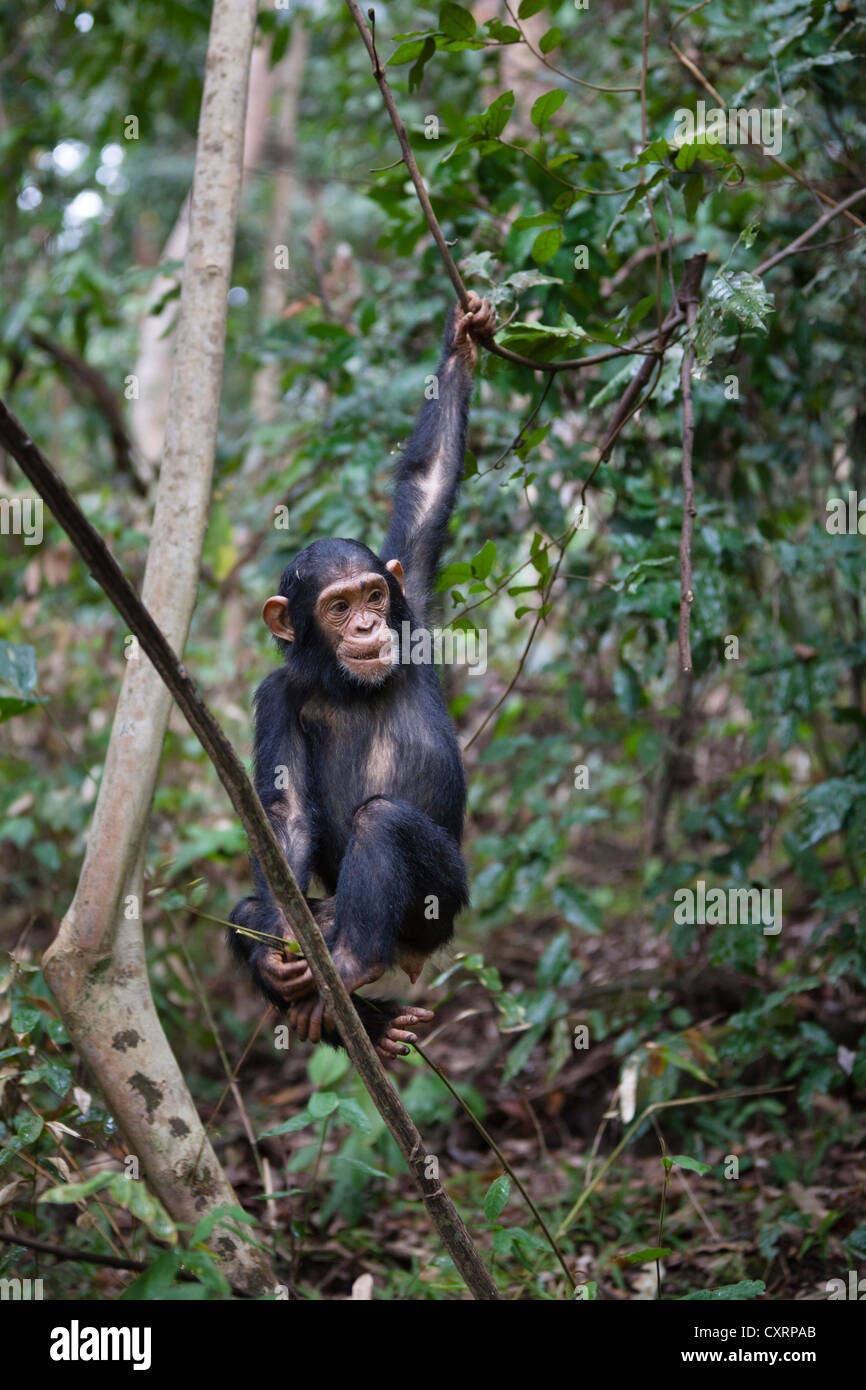 Jeune chimpanzé (Pan troglodytes), escalade sur arbre, Mahale Mountains National Park, Tanzanie, Afrique orientale, Afrique du Sud Banque D'Images
