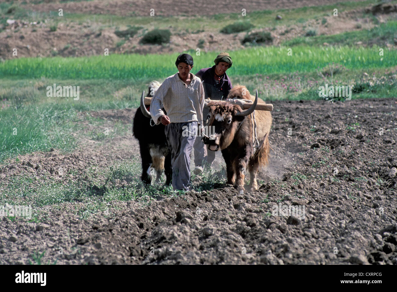 Les paysans labourer leurs champs avec l'aide de yaks, près de Kibber, Himachal Pradesh, Inde himalayenne, l'Inde du Nord, Inde, Asie Banque D'Images