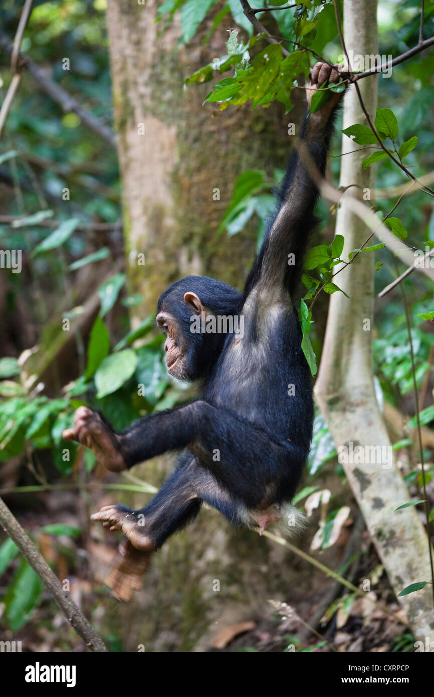Jeune chimpanzé (Pan troglodytes), escalade sur arbre, Mahale Mountains National Park, Tanzanie, Afrique orientale, Afrique du Sud Banque D'Images