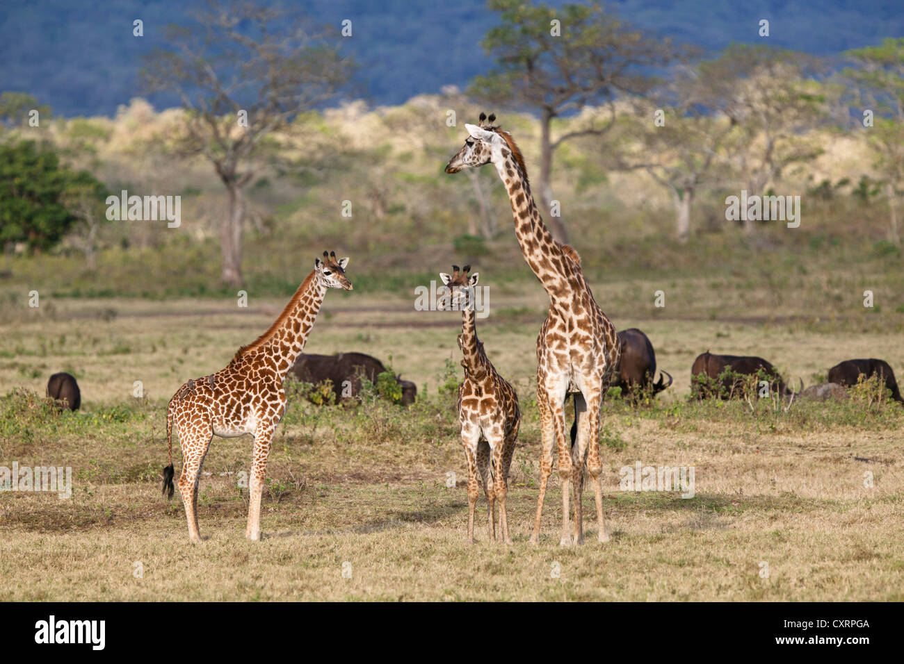 Massai, les Massaïs, les Masai Giraffe ou Kilimanjaro Girafe (Giraffa camelopardalis tippelskirchi), avec les jeunes Africains et de buffles Banque D'Images