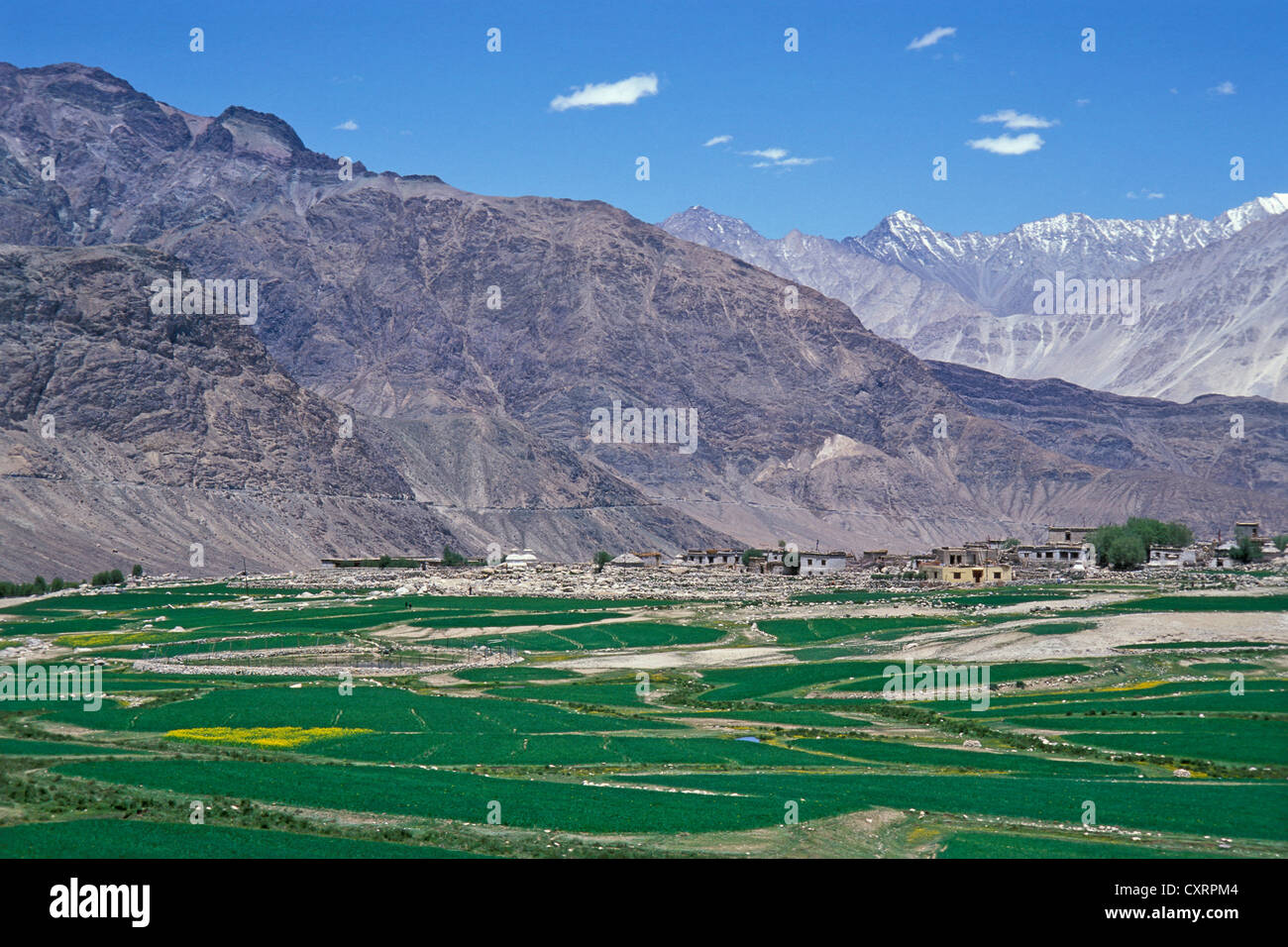 Les champs et les montagnes, la Vallée de Nubra, Ladakh, Himalaya indien, le Jammu-et-Cachemire, l'Inde du Nord, Inde, Asie Banque D'Images