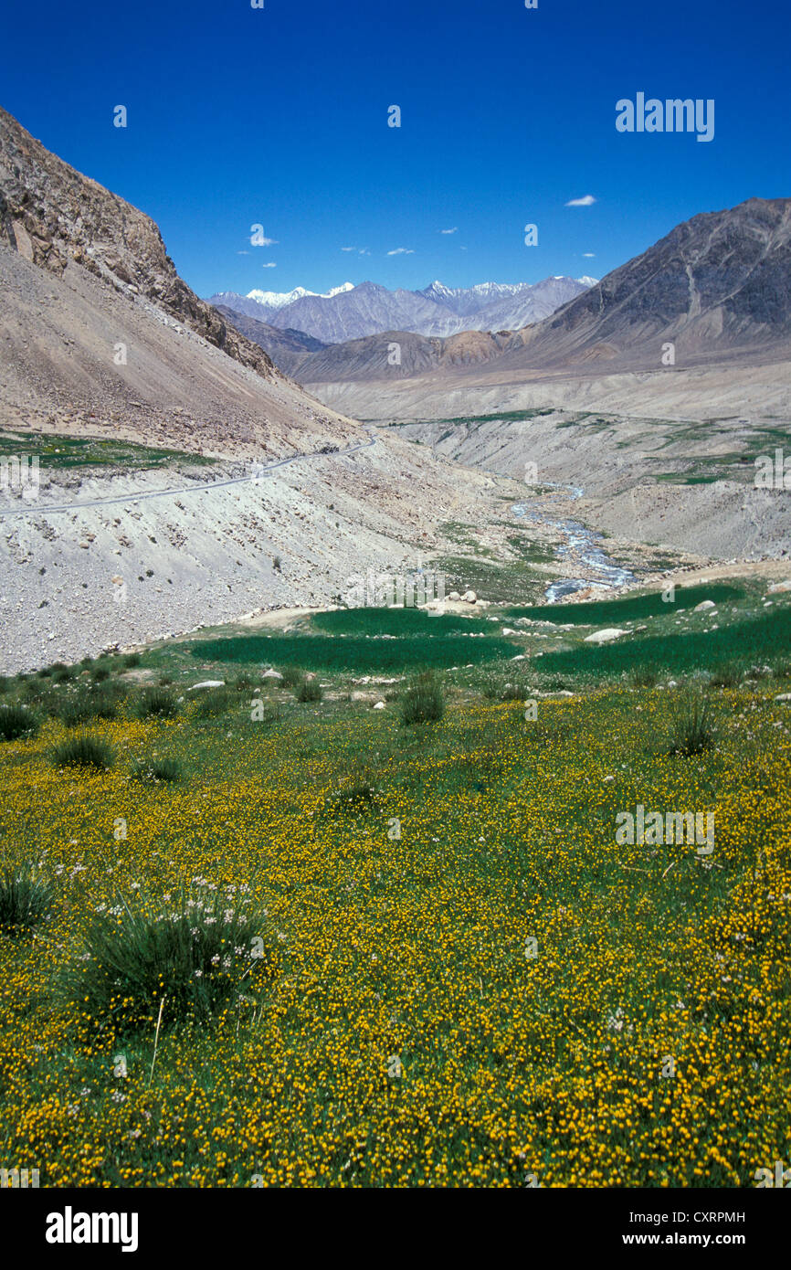 Champs, la Vallée de Nubra, Ladakh, Himalaya indien, le Jammu-et-Cachemire, l'Inde du Nord, Inde, Asie Banque D'Images