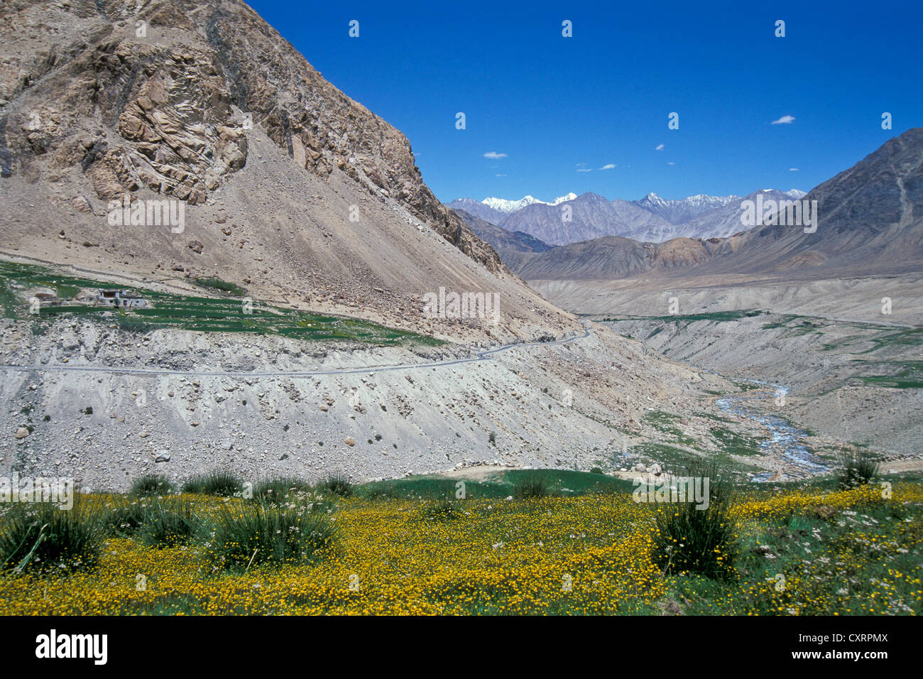 Champs dans la vallée de Nubra, Ladakh, Himalaya indien, le Jammu-et-Cachemire, l'Inde du Nord, Inde, Asie Banque D'Images