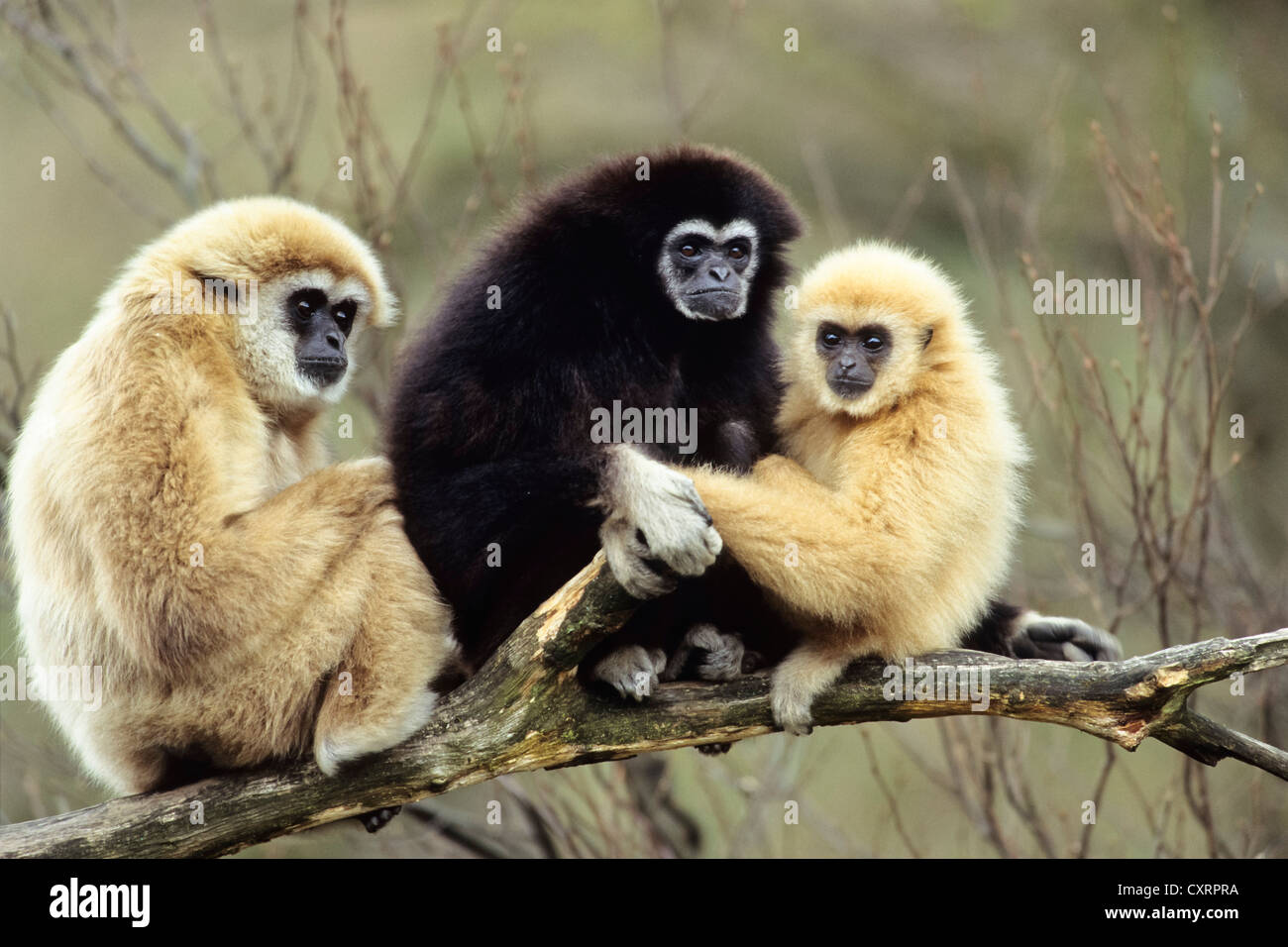 Gibbons (Hylobates lar), zoo, en Asie du sud-est, captive Banque D'Images