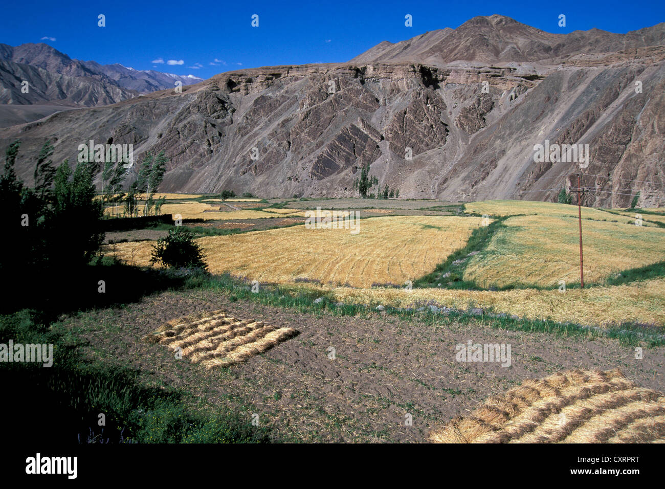 Champs, Alchi, Ladakh, Himalaya indien, l'Inde du Nord, Inde, Asie Banque D'Images