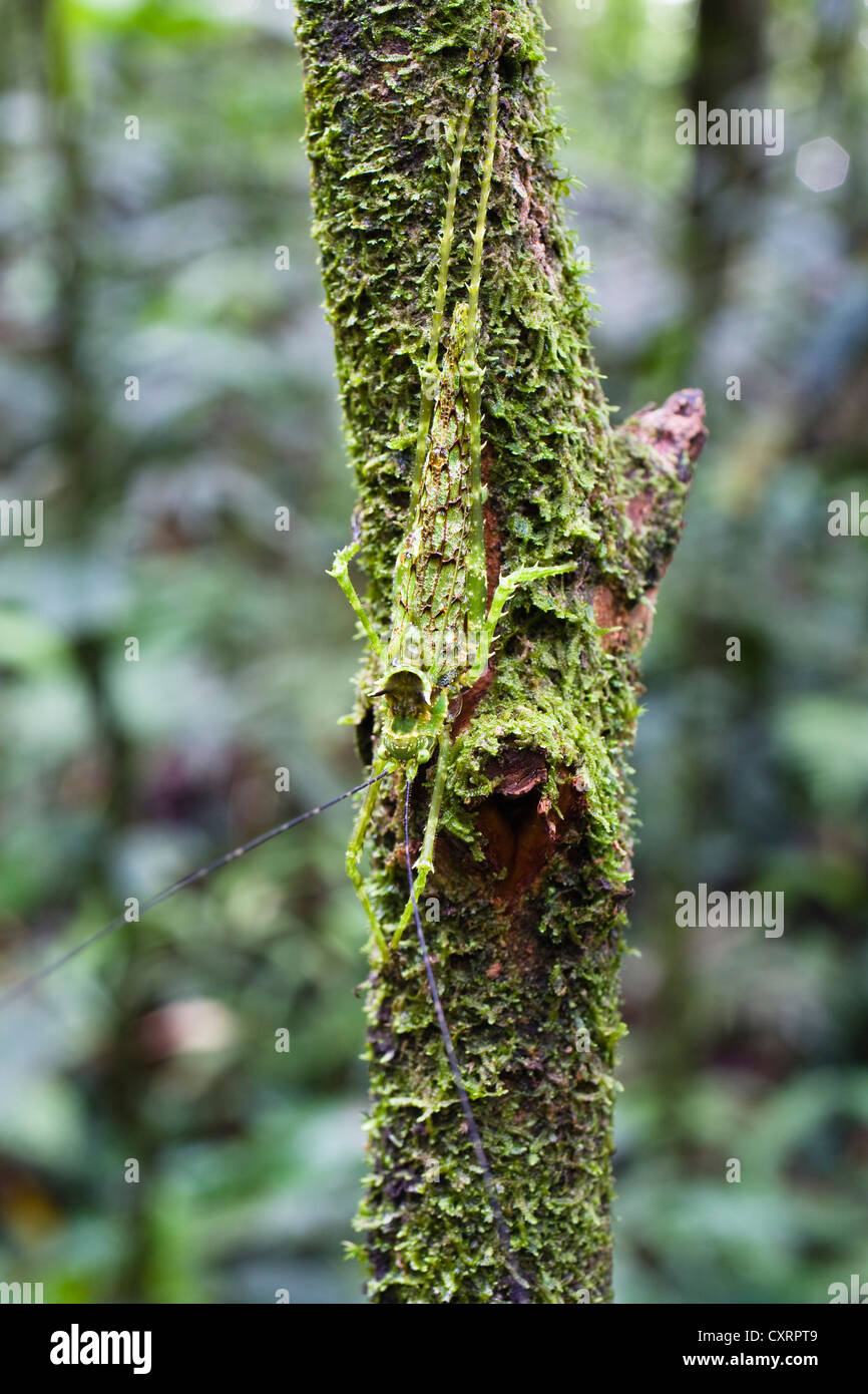 Grashopper camouflés, espèces indéterminées, dans la forêt tropicale de plaine, Parc National Braulio Carrillo, Costa Rica Banque D'Images