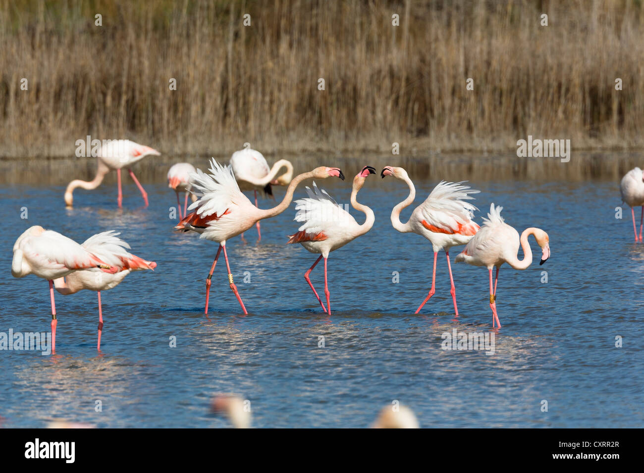 American flamingo (Phoenicopterus ruber), Camargue, sud de la France, France, Europe Banque D'Images