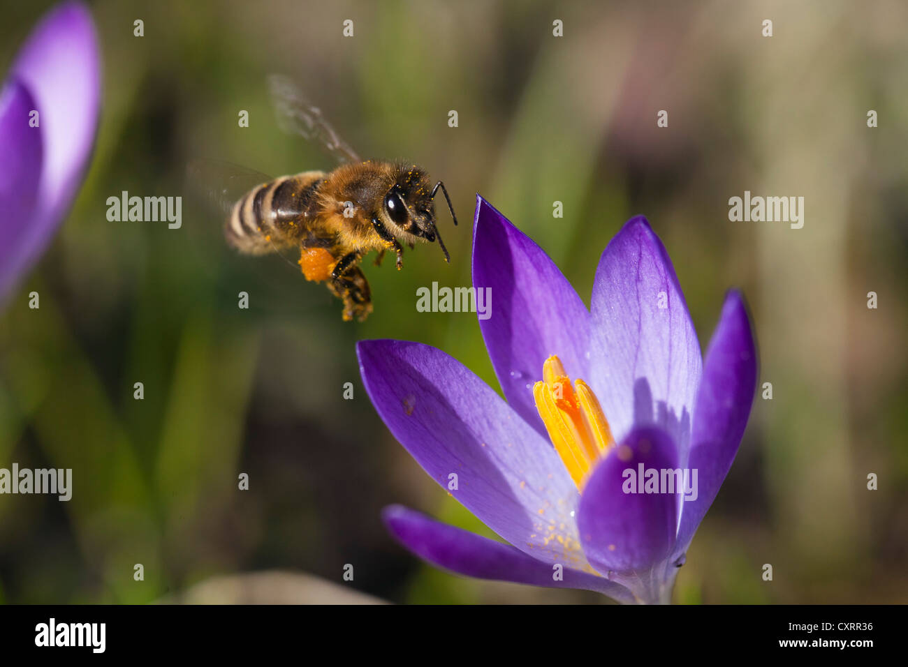 'Abeille à miel (Apis mellifera) perché sur une fleur de crocus dans un jardin, Bavaria, Germany, Europe Banque D'Images